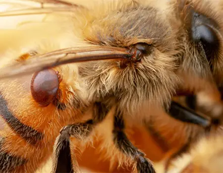 ضدکنه ی Varro red