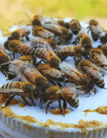 فروش بن زا بی