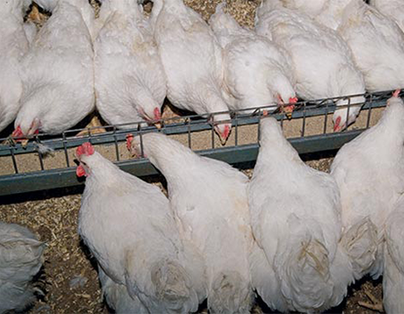 مکمل معدنی برای مرغ