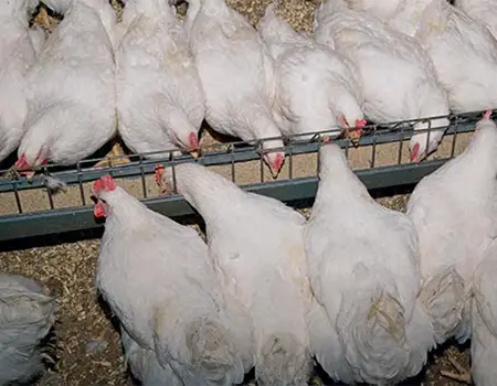 مکمل معدنی برای مرغ