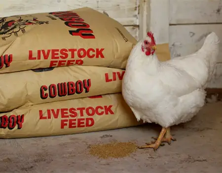 مکمل معدنی برای مرغ