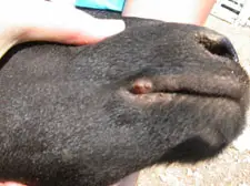 خرید ضدعفونت دام