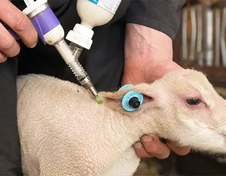 خرید ضدعفونت دام