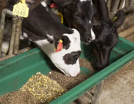 تقویتی تزریقی برای دام