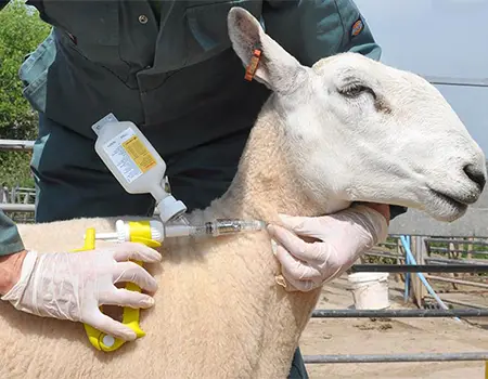 تقویتی تزریقی برای دام