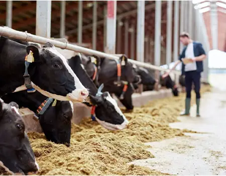 خرید ضدعفونت دام