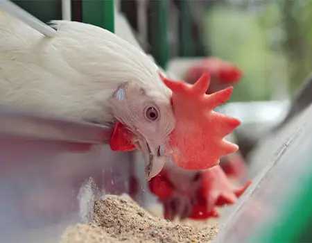 خرید لوازم مرغداری