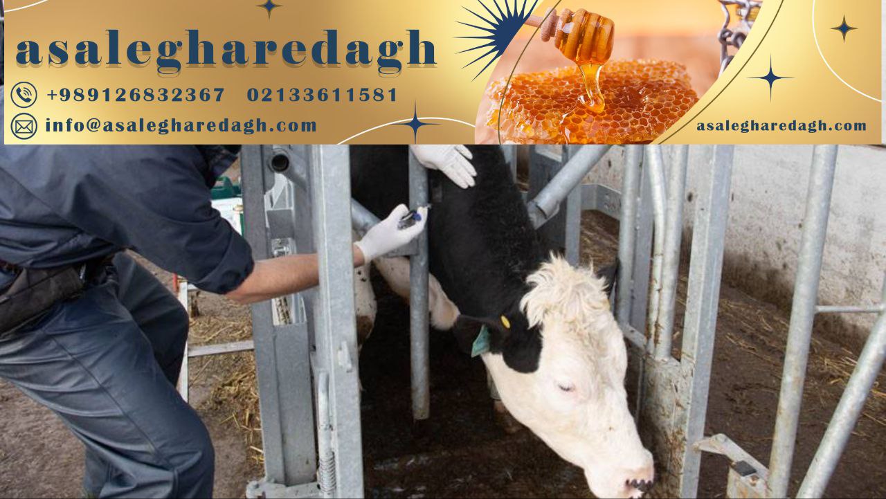 نقش مهم پروبیوتیک‌ها در بهبود سلامت و عملکرد گوارشی دام‌ها