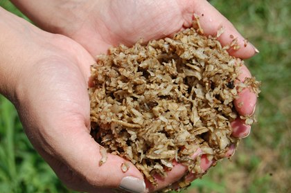 تفاله ی چغندر