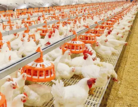 خرید لوازم مرغداری