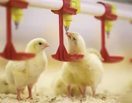 خرید لوازم مرغداری