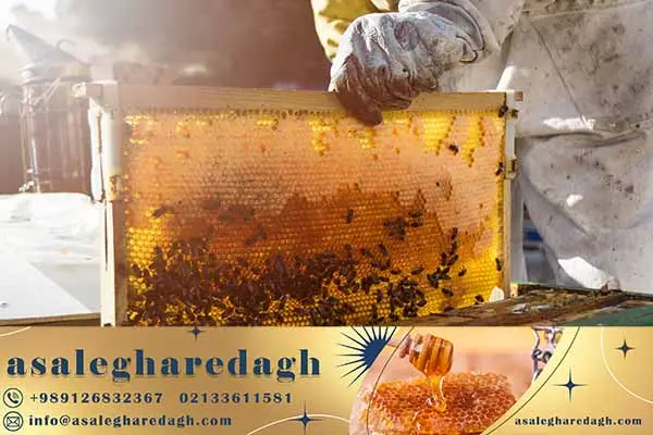 جنتر باکس زنبورداری