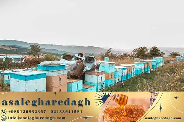 جنتر باکس زنبورداری