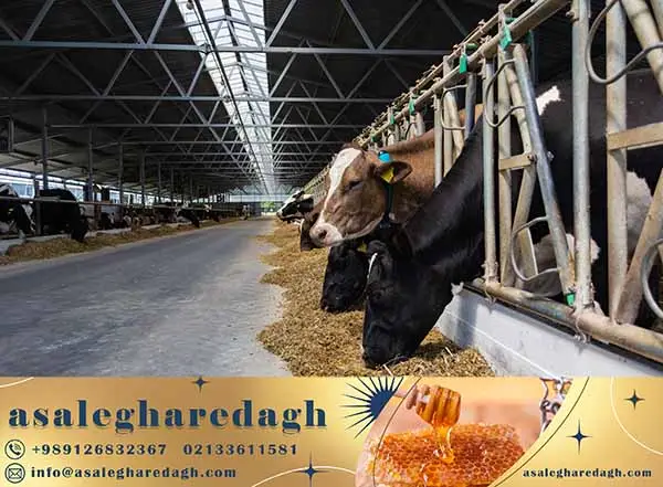 خرید و فروش کنسانتره دامی عمده