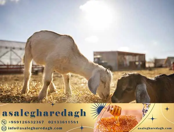 انواع کنسانتره دامی درجه یک