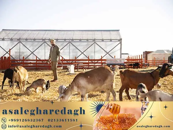 انواع کنسانتره دامی درجه یک