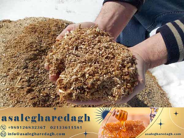 تفاله چغندر دامی