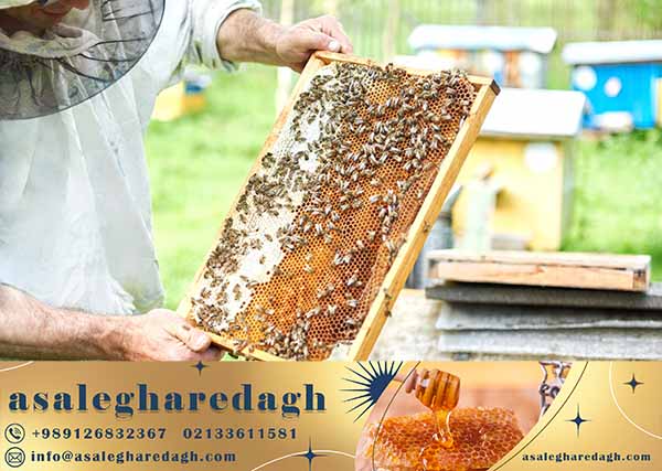 قاب گرد کندو