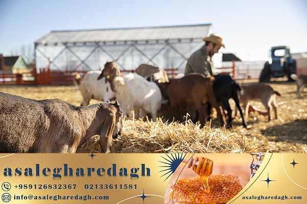 انواع کنسانتره دامی