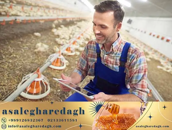 خرید و فروش کنسانتره دامی عمده