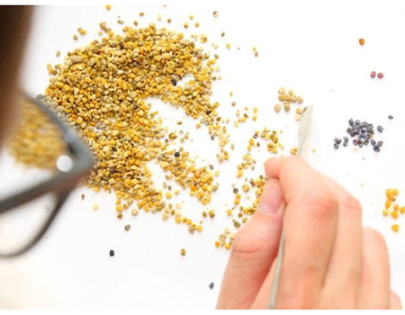 گرده گل باکیفیت
