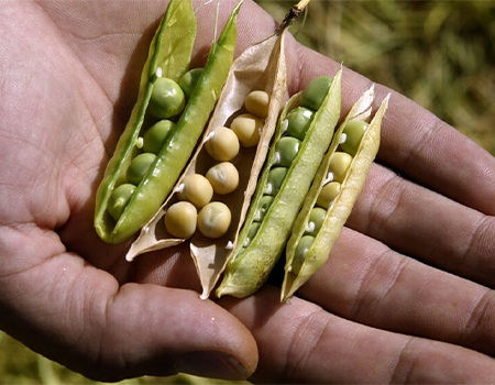 خرید سویای دامی