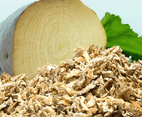 تفاله چغندر