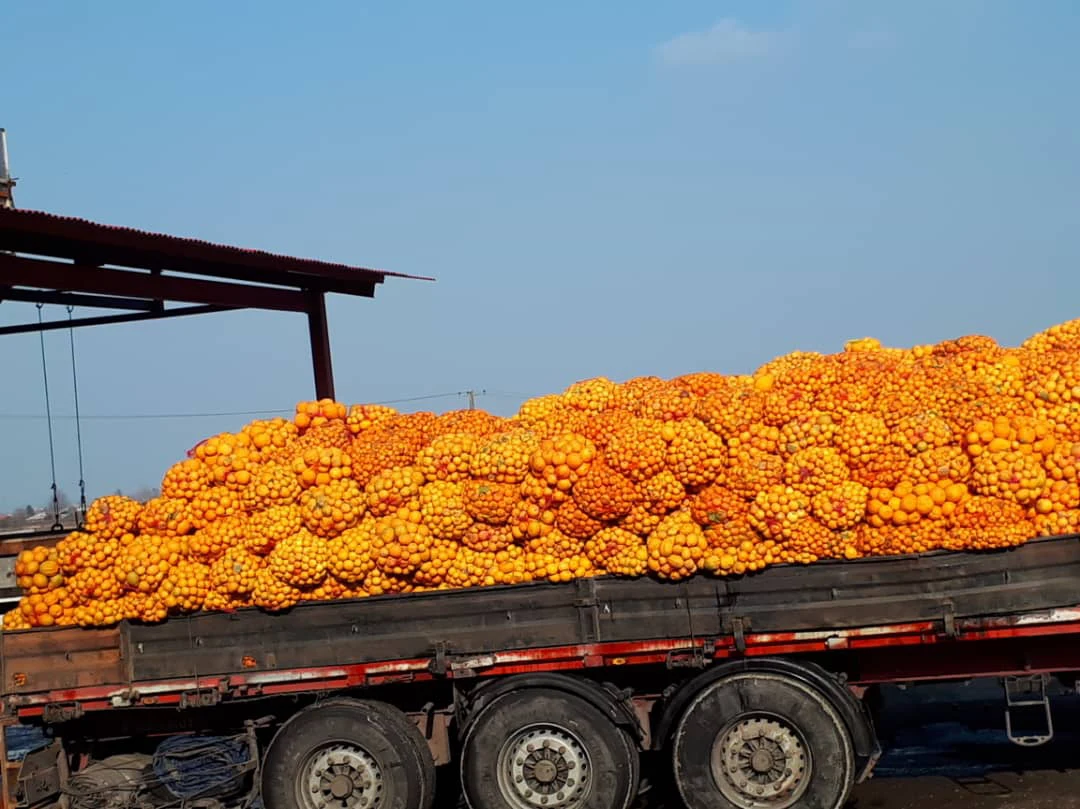 تفاله پرتغال