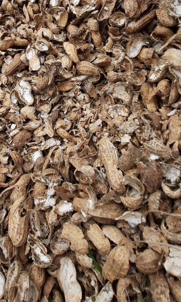 خوراک دام ارزان