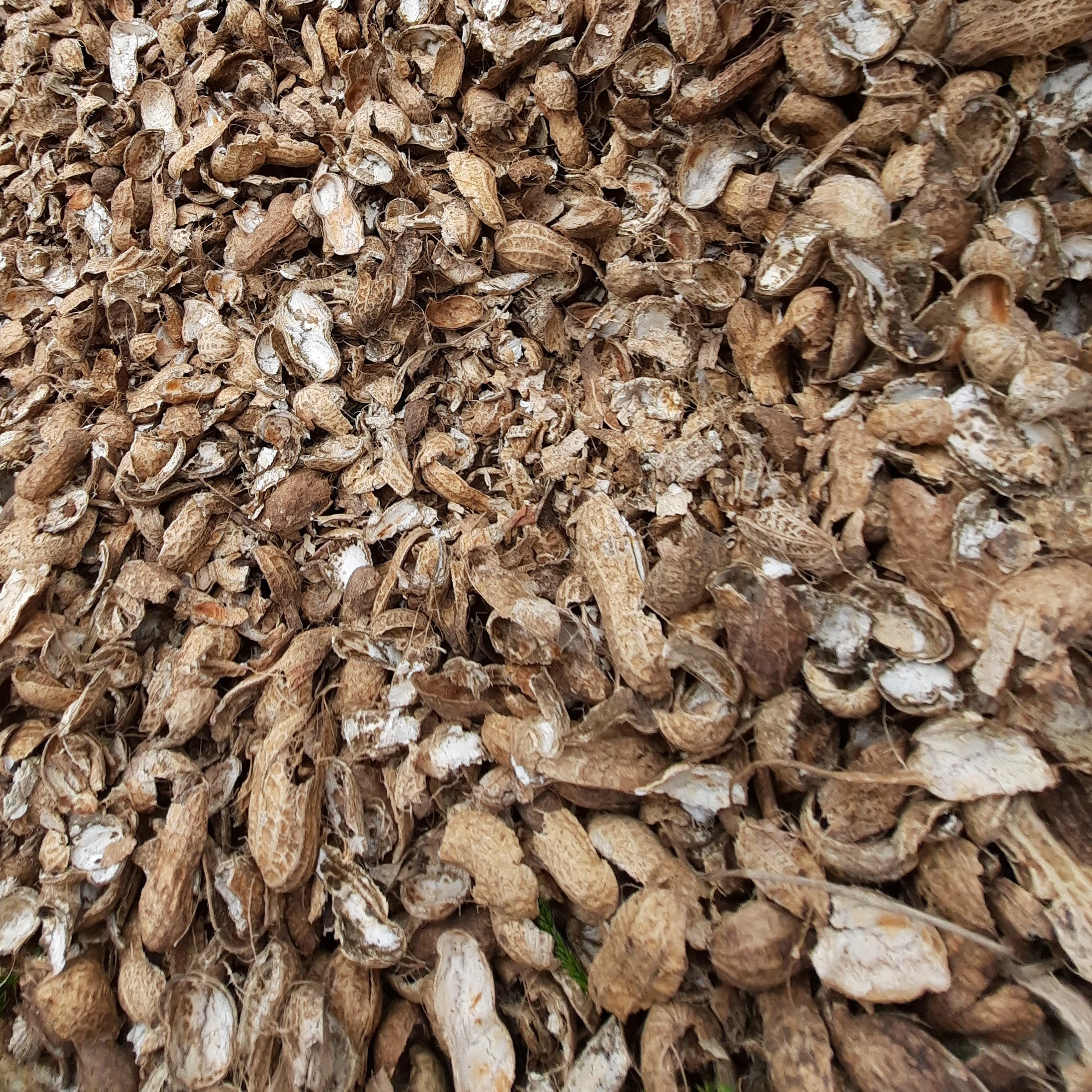 خوراک دام ارزان