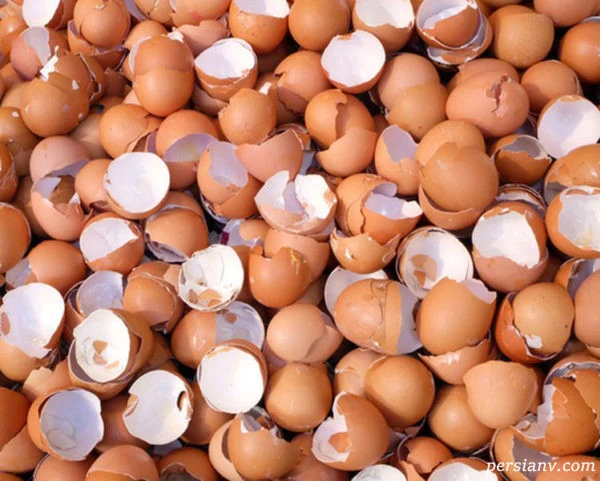 پوست تخممرغ