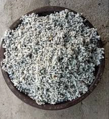 پنبه دانه خشک